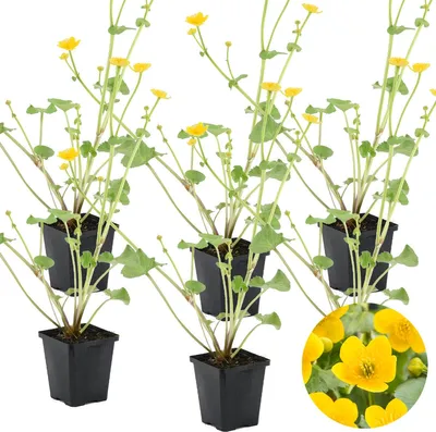 Produktbild von Bloomique - 6er Set - Caltha Palustris - Sumpfdotterblume - Teichpflanzen Winterhart - Wasserpflanzen - Zone 1-2 - Höhe 10-20 cm - Topf 9 cm