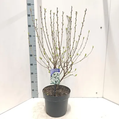 Produktbild von Exochorda racemosa Blushing Pearl ('Huibl'PBR) - Kleine Prunkspiere | 70-80 cm im Topf