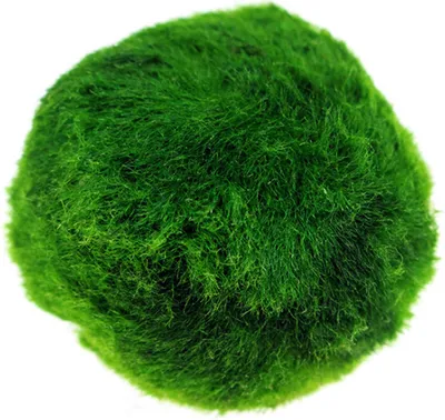 Immagine prodotto di Palla di muschio Marimo, decorazione per acquario da 4-5 cm, palla di alghe naturali per acquario e aquascaping