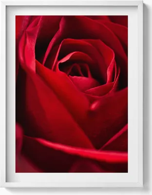 Produktbild von Nahaufnahme von roten Rosenblättern– Wandbild mit Rahmen – Gerahmtes Bild  – Wanddekoration – 60x80 cm –  Weiß Rahmen