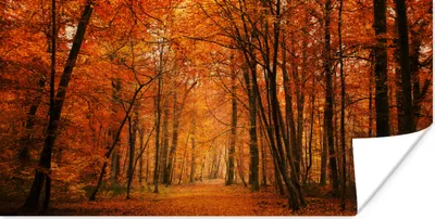 Produktbild von MuchoWow® Poster Ein Wald mit Herbstfarben 40x20 cm - Poster für die Wand - Poster Schlafzimmer