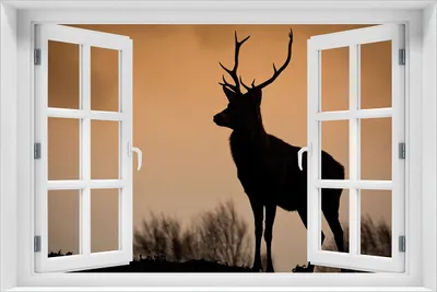 Produktbild von Wallario selbstklebendes Poster mit Fenster-Illusion - Rothirsch am Abend, Größe: 61 x 91,50 cm