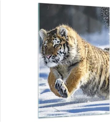 Produktbild von Bilder auf glas - Einteilig - tiger tier - 80x120cm - Glasbilder - Wandbilder - Bilder - Kunstdruck - zum Aufhängen bereit - Wanddekoration aus Glas - Glas Bilder - Wandbild auf Glas - GPA80x120-3928