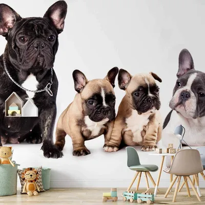 Produktbild von Vlies Fototapete - French Dogs 300x210 cm Tiere g-B-0202-a-a