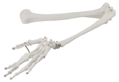 Obrázok produktu pre Anatomický model ľudskej hornej končatiny - Humerus/Rádius/Ulna