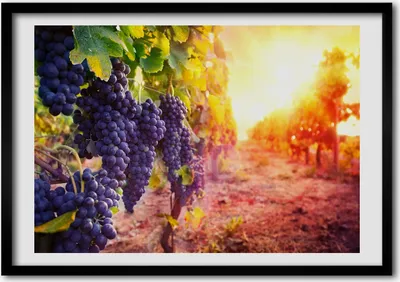 Produktbild von Bild - Bilderrahmen - 100 cm x 70 cm - MDF - Rahmen - Foto - Wandkunst Wein