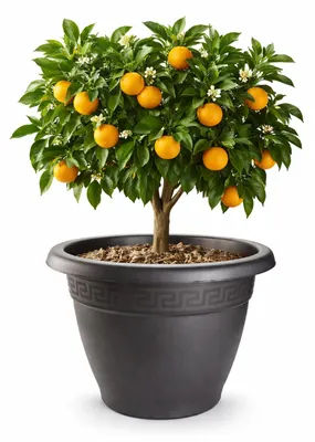 Produktbild von Plasticforte Pflanztopf - anthrazit - 45x33,5 cm - Kunststoff