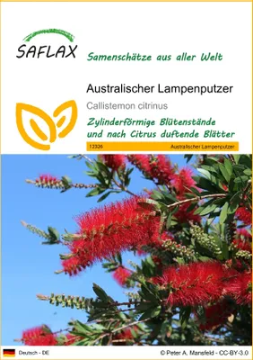 Produktbild von SAFLAX - Australischer Lampenputzer - 400 Samen - Callistemon citrinus