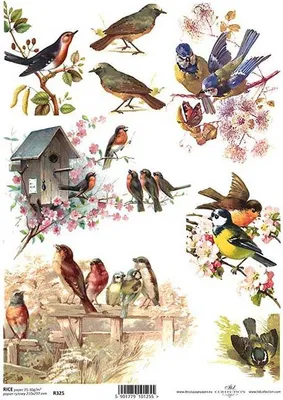 Produktbild von ITD Reispapier Decoupage Bastelpapier Serviettentechnik, ITD-R325 Vögel