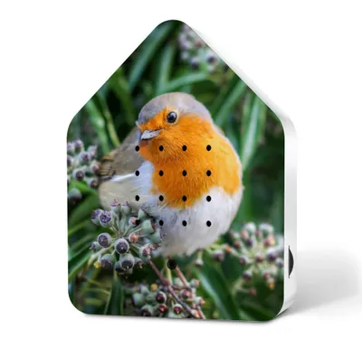 A robin redbreast bird is perched on a branch with berries, presented on a house-shaped object.