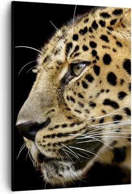Produktbild von Bild auf Leinwand - Leinwandbild - Einteilig - Tiere Leopard wilde Katze wilde Tiere - 50x70cm - Wand Bild - Wandbilder - Leinwanddruck - Wanddekoration - Leinwand bilder - Wandbild - PA50x70-0433