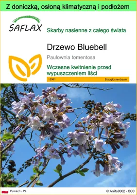Zdjęcie produktu dla SAFLAX - Garden to go - Drzewo Bluebell - 200 Nasiona - Z doniczką, pokrywą klimatyczną i podłożem do uprawy - Paulownia tomentosa