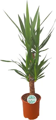 Image de Yucca - 90cm, Ø21cm - Plante d'intérieur facile d'entretien aux feuilles en