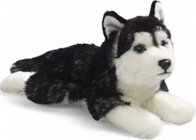 A plush toy husky dog lying down on a white background.
