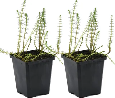 Produktbild von Bloomique - 2er Set - Hippuris Vulgaris - Tannenwedel Wasserpflanzen - Teichpflanzen Winterhart - Zone 2-3-4-5 - Höhe 10-20 cm - Topf 11 cm