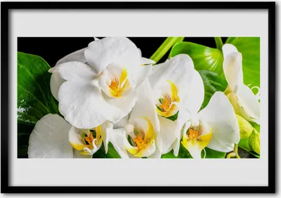 Produktbild von Bild 70x50 MDF-Rahmen Wandkunst Orchideen-Blumen-Natur