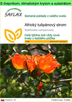 Obrázok produktu pre SAFLAX Garden to go - Africký tulipánový strom - Spathodea campanulata - 30 Semená - S črepníkom, klimatickým vekom a pestovateľským substrátom