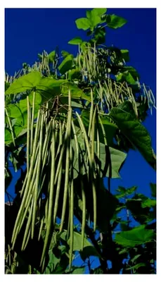 Produktbild von Meterbohne Vigna unguiculata Spargelbohne 25 Samen