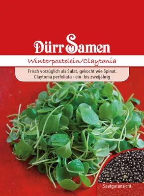 Produktbild von Dürr-Samen - Winterpostelein - Saatgut - 1909