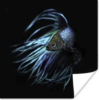 Produktbild von MuchoWow® Poster Fische - Meerestiere - Blau - Schwarz 50x50 cm