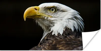 Produktbild von MuchoWow® Poster Adler - Vogel - Augen - Schnabel 40x20 cm - Poster für die Wand - Poster Schlafzimmer