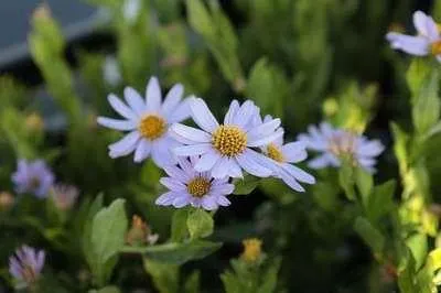 Produktbild von 6 x Kalimeris inc. 'Blue Star' - Schönaster - Topf 9 x 9 cm