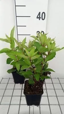 Produktbild von 6 x  Eupatorium mac. 'Glutball' - Wasserdost - Topf 9 x 9 cm