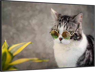 Produktbild von Wallario Wandbild Katze mit Stil, Größe: 61 x 91,50 cm, Poster mit schwarzem Aluminiumrahmen