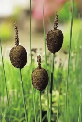 Immagine prodotto di FloraSelf Typha Typha minima vaso Ø 9 cm