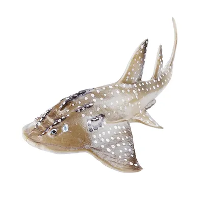 Produktbild von Toymany ML00449 Bogenmaul-Gitarrenfisch 10 cm Wasserwelt