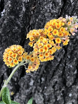 Immagine prodotto di Buddleja weyeriana 'Sungold' - Arbusto delle farfalle, lancia lilla 40 - 60 cm in contenitore