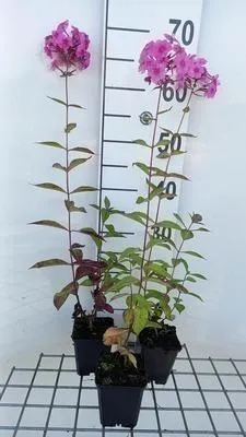 Image de 6 x Phlox amplifolia 'Winnetou' - Flame flower - Pot de 9 x 9 cm