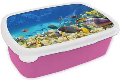 Produktbild von KitchenYeah® Lunchbox Brotzeit Brotdose 17x11 cm Meer - Fische - Korallen - Unterwasserwelt Kinder Brotzeitdose - Lunchpaket - Brotkasten  - Sandwich Box