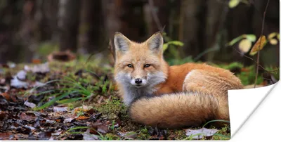 Produktbild von MuchoWow® Poster Fuchs - Wald - Tier 160x80 cm - Foto Poster