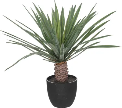 Zdjęcie produktu dla Sztuczna palma jak żywa w czarnej donicy, wys. 52 cm