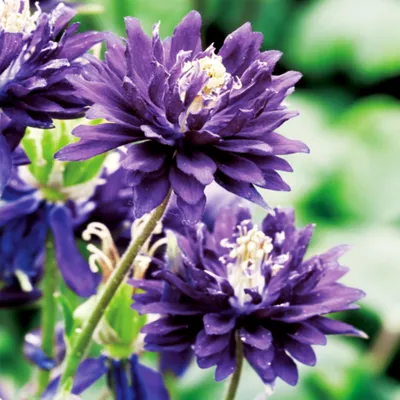Produktbild von Akelei Rhizom Staude Aquilegia Gemeine Akelei Wald-Akelei blau 1 St.