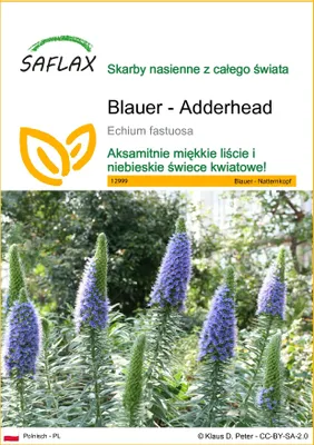 Zdjęcie produktu dla SAFLAX - Blauer - Adderhead - 100 Nasiona - Echium fastuosa