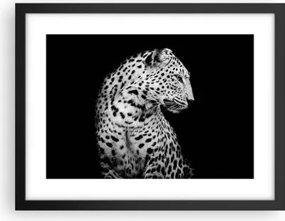 Produktbild von Gerahmtes Poster - Schwarzer Rahmen - Leopard Panther Katze - 40x30 cm - Wand Bild - Wanddeko - Wandbilder - Kunstposter - Wandposter - Bilderrahmen - Bilder - Kunstdruck - P2BAA40x30-4919