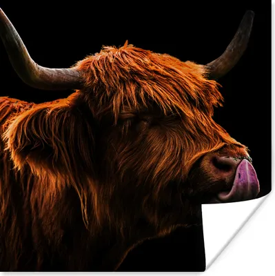 Produktbild von MuchoWow® Poster Schottischer Highlander - Zunge - Nase 100x100 cm - Babyzimmer