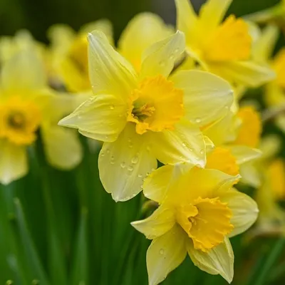Image de 6 x Jonquilles - Narcissus pseudonarcissus subsp. lobularis - Pot 9cm x 9cm
