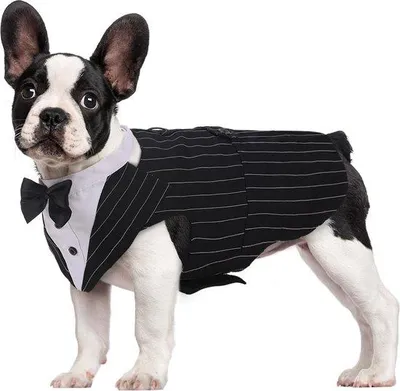 Obrázok produktu pre Oblek pre psov s mašľou, veľkosti S–XXL, na párty, Halloween, svadbu