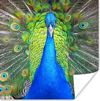Produktbild von MuchoWow® Poster Pfau - Blau - Grün 50x50 cm - Wohnzimmerdekoration