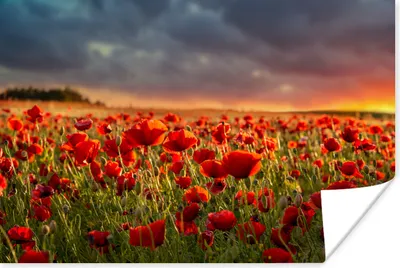 Produktbild von MuchoWow® Poster Sonnenuntergang über einem Feld von Mohnblumen 180x120 cm - Fotoplakat