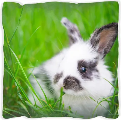 Produktbild von Wallario Premium Kissen, weiche Oberfläche, mit Motiv Süßer Hase im grünen Gras, Größe: 30 x 30 cm, mit weißer Rückseite
