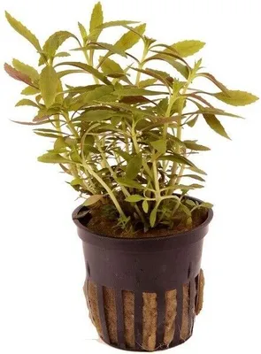 Produktbild von Limnophila hippuridoides Wasserpflanzen Aquariumpflanzen