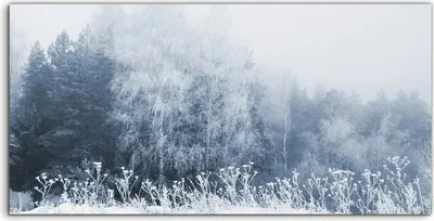 Produktbild von Coloray Spritzschutz aus Glas 120x60  Wandkunst Küchenrückwand Foto Bild Winter Bäume Landschafts