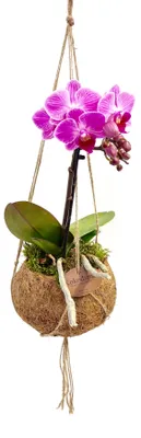 Obrázok produktu pre Kokodama Phalaenopsis (S)