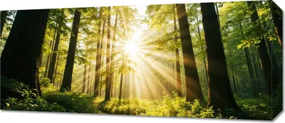 Image de Image 70 x 30 cm sur toile pour salon ou chambre à coucher Panorama Forêt