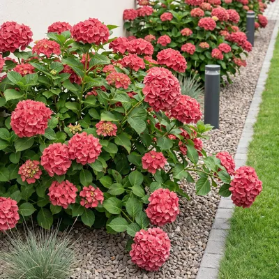 Image de Green boutiQ - Hortensia - Hydrangea macrophylla Red - Bloem Rood - 1 Plant - Bladverliezend - Weinig Onderhoud - Pot 17cm Hoogte 30cm