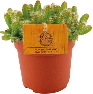 Obrázek produktu pro Kaktus dračího ovoce Hylocereus undatus – průměr 11 cm, výška cca 15 cm – exotická pokojová rostlina dračího ovoce